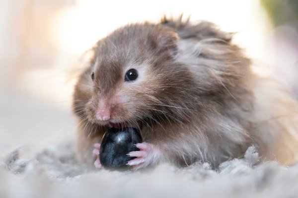 Tout ce que vous devez savoir sur l'adorable hamster angora